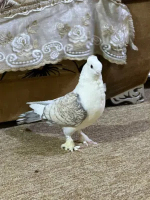 حمام اااااا