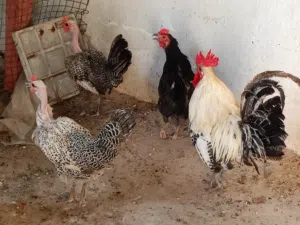 ديج برانكز معه دجاجتبن فيومي ابو ركيبه المصري ودجاجه كويتيه
