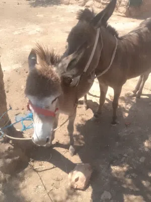 حماره للبيع