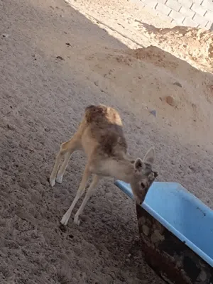 ذكور غزال ايل