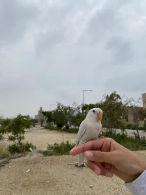 لافبيرد روز وايت فيس بلو  قابل للتفاوض يوجد توصيل