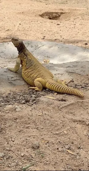 الظب المصري