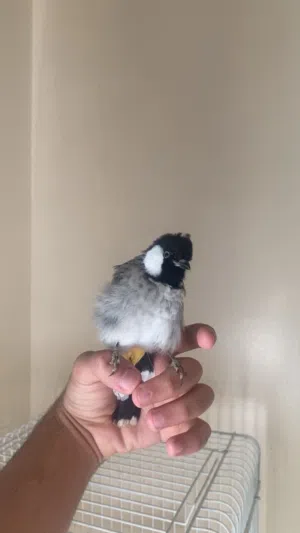 للبيع بلبل اليف يصفر يطير على اليد حجمه عود متربي على يدي من كان عمره اسبوع الحين عمره 6شهور