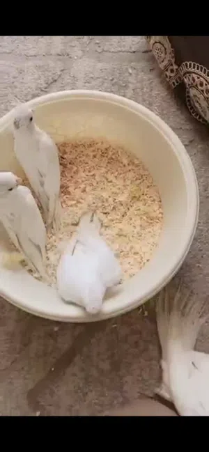 كوكتيل البيتو تبزير عراقي