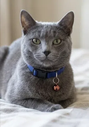 cat neck strip