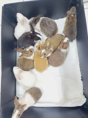 ارانب شهرين