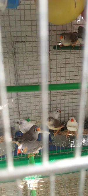 طيور للبيع