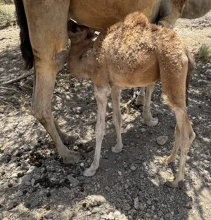 حاشي للبيع