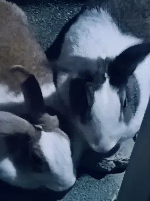 2-Rabbits  for sale