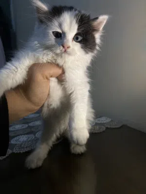 Persian Kitten for Sale
