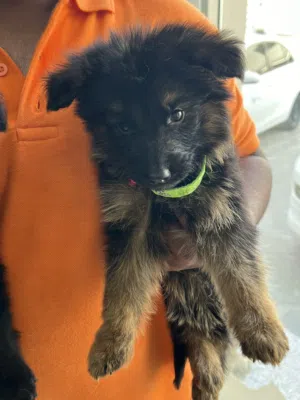 GSD Puppies