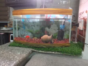 حوض سمك للبيع بسعر حريقه