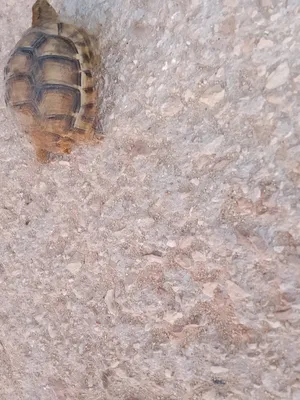 Turtles0