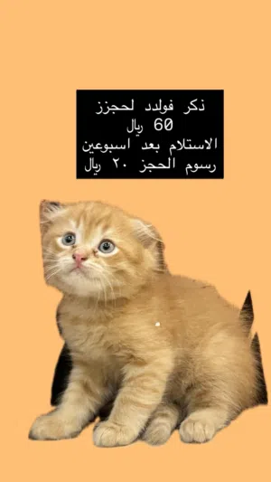 ذكر فولد للحجز