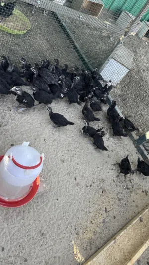 فروخ عقارب عمر شهر و نص الى شهرين