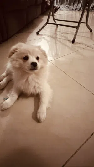 Maltese Dog