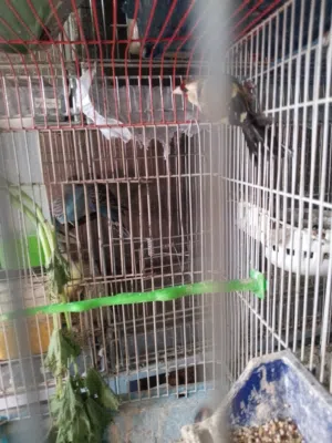 ثلجوز كوكتيلو حسون