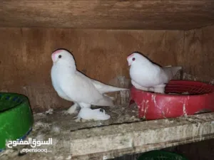 متاح زوجين كمبك اصلم امايات وفحل كرنكو جاهز جبير