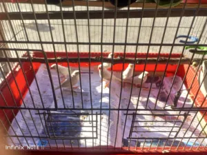 ثلاث جواز وميات مع قفص وسقطات بصلى على النبي