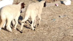 خروف وفطيمه وطنيات تبارك الله العمر 3شهور