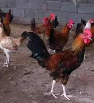 Chickens2