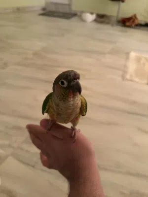 للبيع طيور كنيور باينبل اثنين للبيع امورهن طيبه