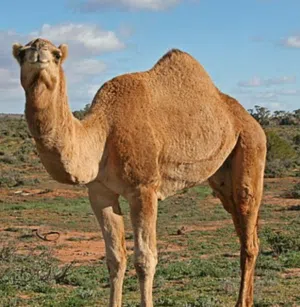 مطلؤب 3 قعدان سمان بسعر سؤق لي معه