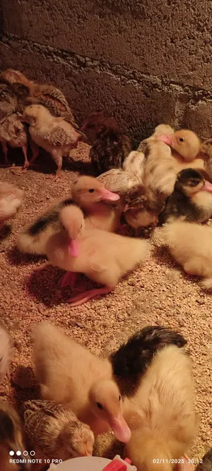 للبيع صيصان بط صحية ونشيطة