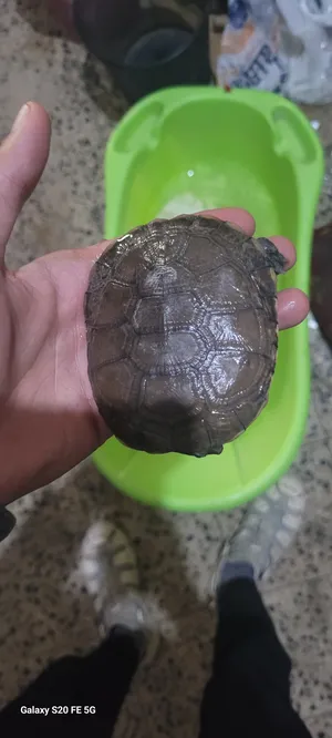 Turtles0
