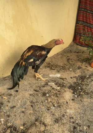 للبيع ديك باكستاني سندي