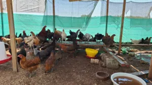 دخاخ محلي للبيع  Chicken for sale