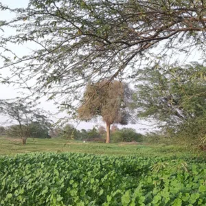 swa7 wmashi