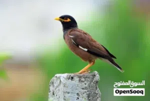 بيض بلدي و طيور مينا فحول واناثي