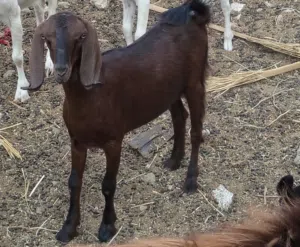 معزة شامي اصلي بيور وراها نتايه خليط زرايبي حاجه ما شاء الله تبارك الله