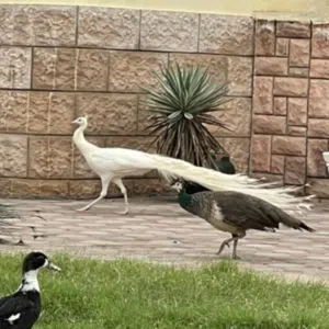 مجموعة طواويس للبيع