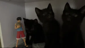 كتن للتبني – Kittens for adoption