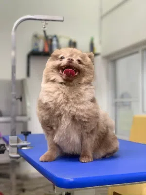 Pomeranian Male, 3Y ذكر بوميرانيان، 3 سنوات