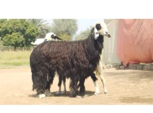 للبيع جاعدة نجدية بيور وسمينة وقابل بلبدل