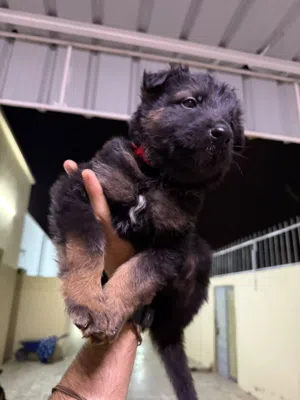 German Shepherd puppies for sale