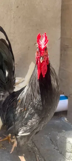 ديج كحلي افرك خط اول