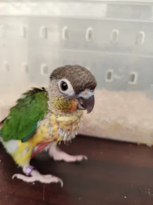 كنيور يلو سايد رد فاكتور غر أليف بسعر مميز