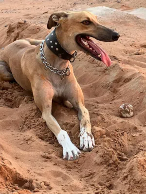 male greyhound