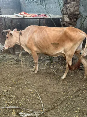 بقرة جيرسي للبيع و بقره عمانيه