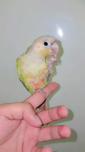 pineapple conure chick free flying