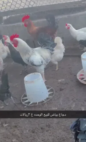 دجاج بياض فرنسي