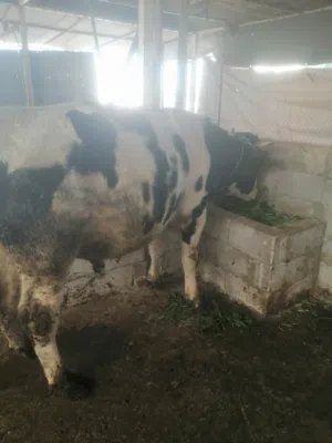 عجل لحم على المعلف من سنه وثمن أشهر مقنوه نخب ثاني للبيع