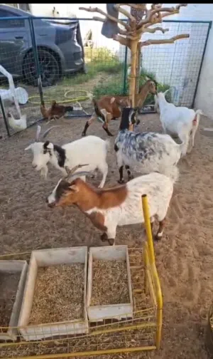 pqme goat  for sale
