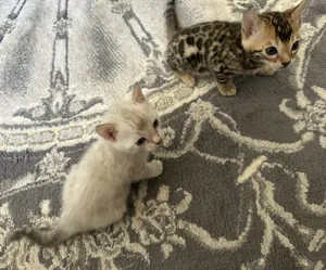 Bengal kitten of two types