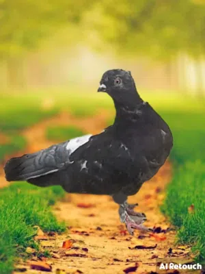 زوج حمام بولندي لون ملكي