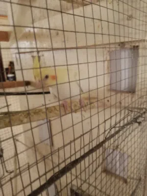 عصفور كوكتيل العمر ثلاثه اشهر للبيع